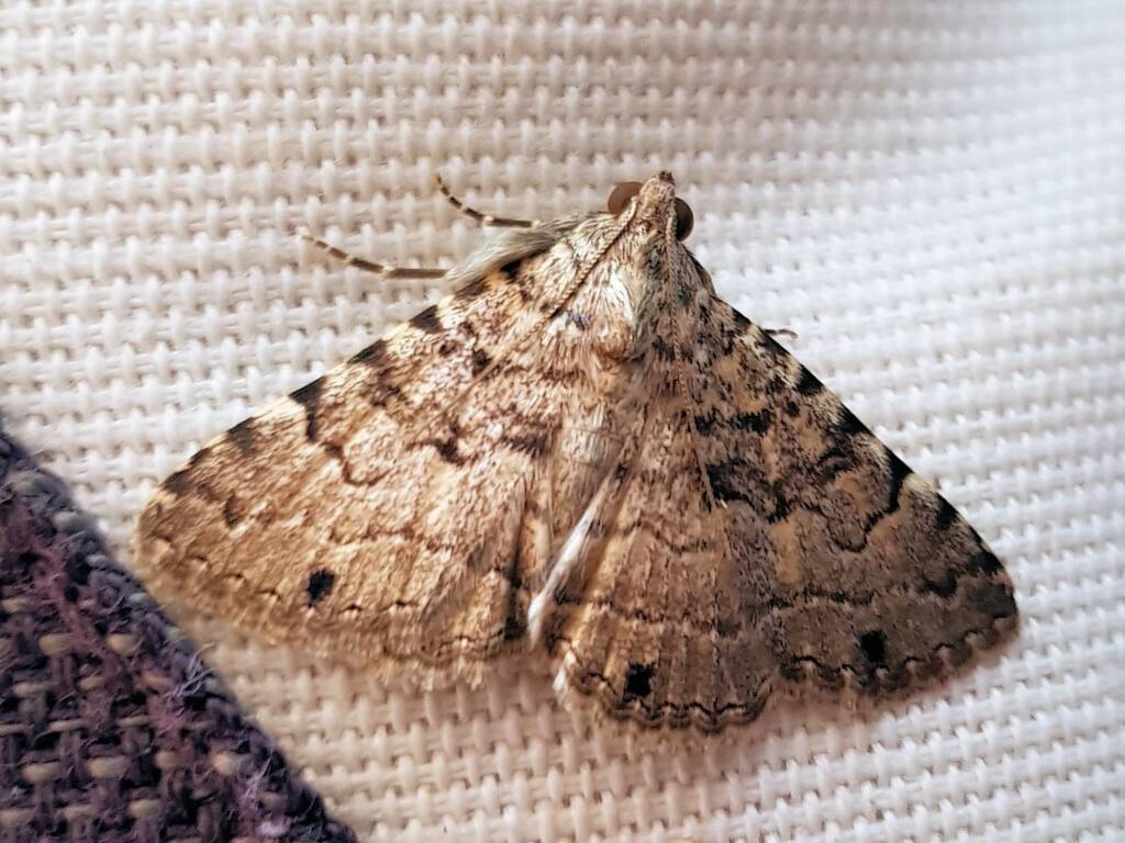Diatenes gerula (Erebid Moth), Alice Springs NT