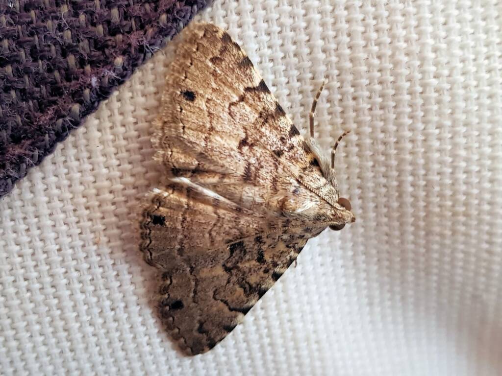 Diatenes gerula (Erebid Moth), Alice Springs NT