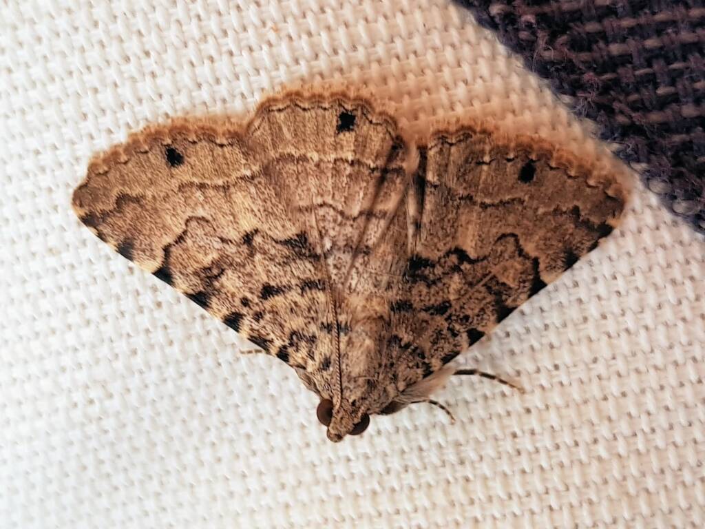 Diatenes gerula (Erebid Moth), Alice Springs NT