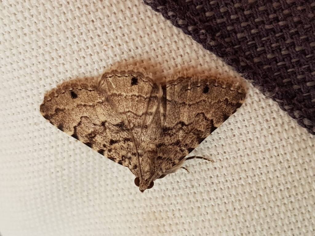 Diatenes gerula (Erebid Moth), Alice Springs NT
