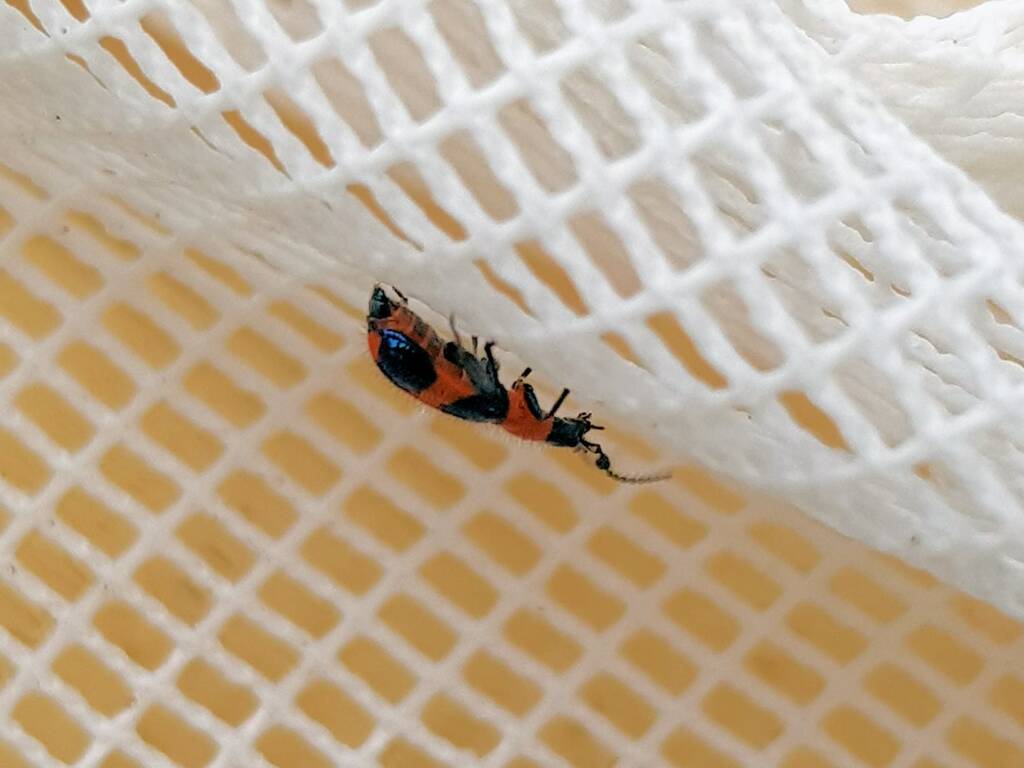 Dicranolaius bellulus (Red and Blue Beetle), Alice Springs NT
