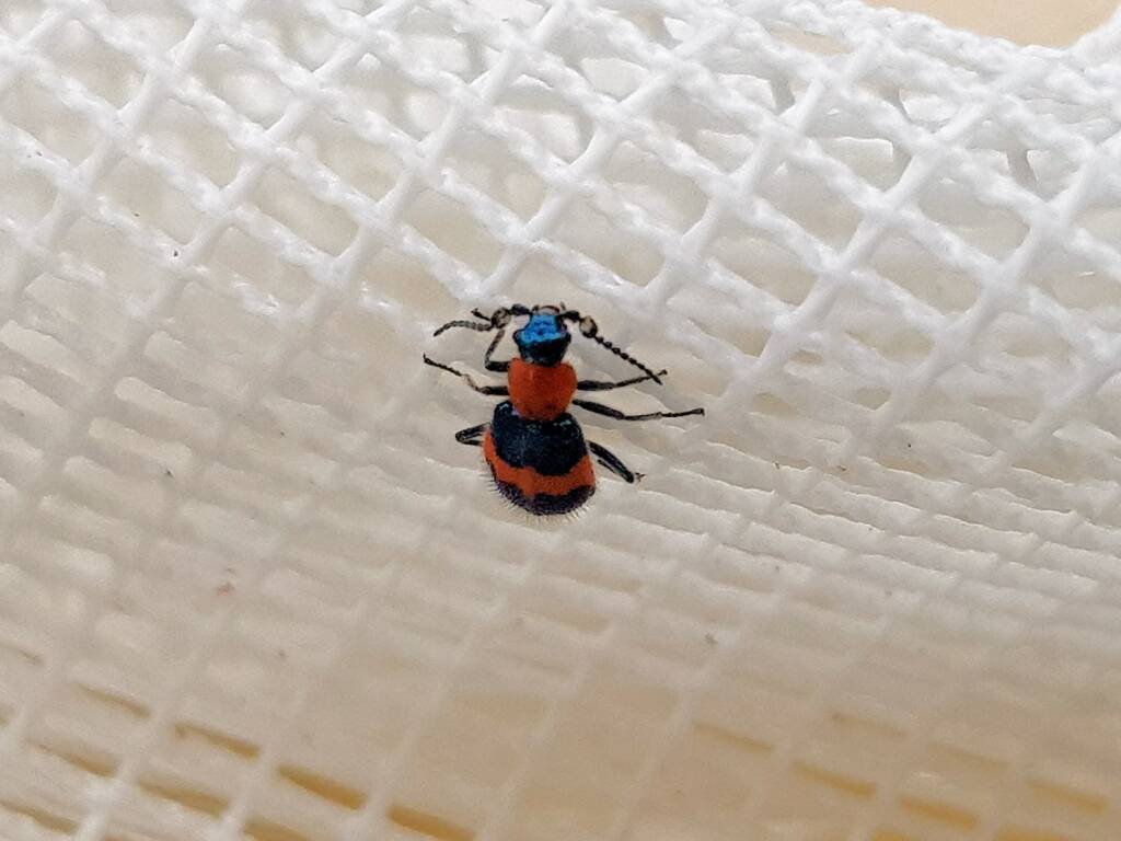 Dicranolaius bellulus (Red and Blue Beetle), Alice Springs NT