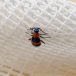 Dicranolaius bellulus (Red and Blue Beetle), Alice Springs NT
