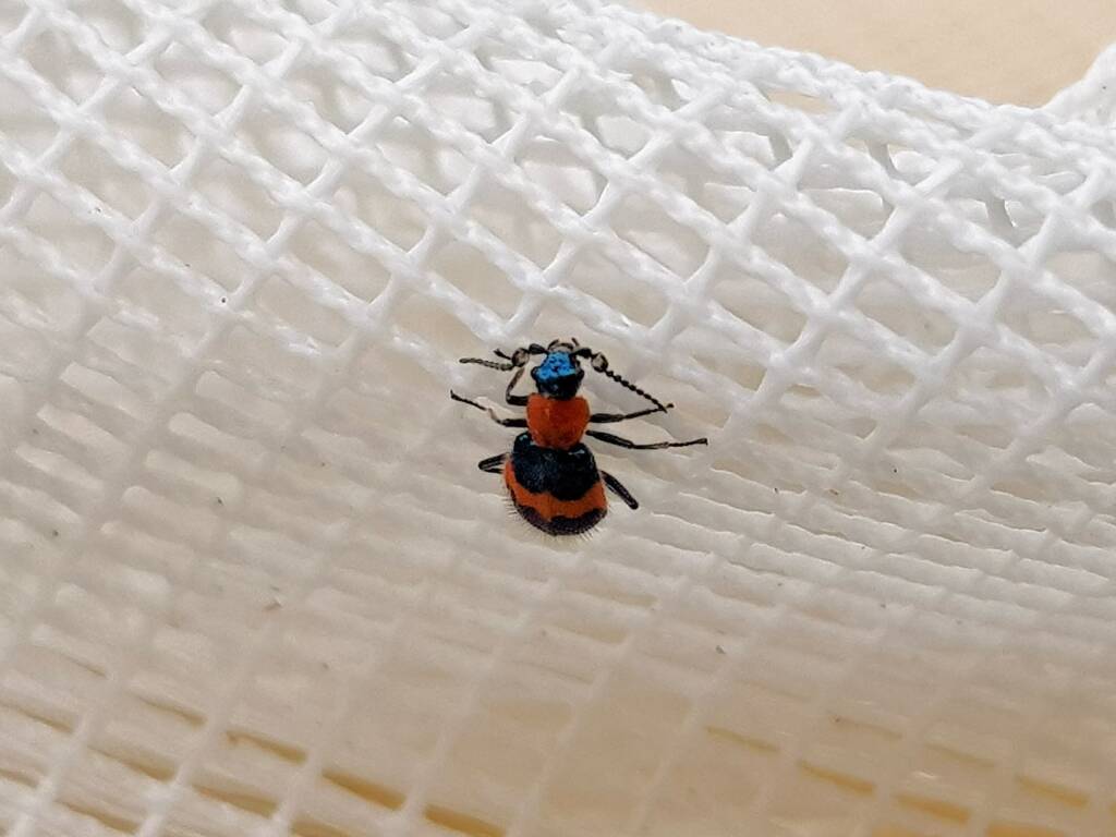 Dicranolaius bellulus (Red and Blue Beetle), Alice Springs NT