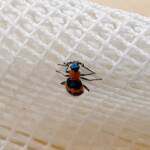Dicranolaius bellulus (Red and Blue Beetle), Alice Springs NT