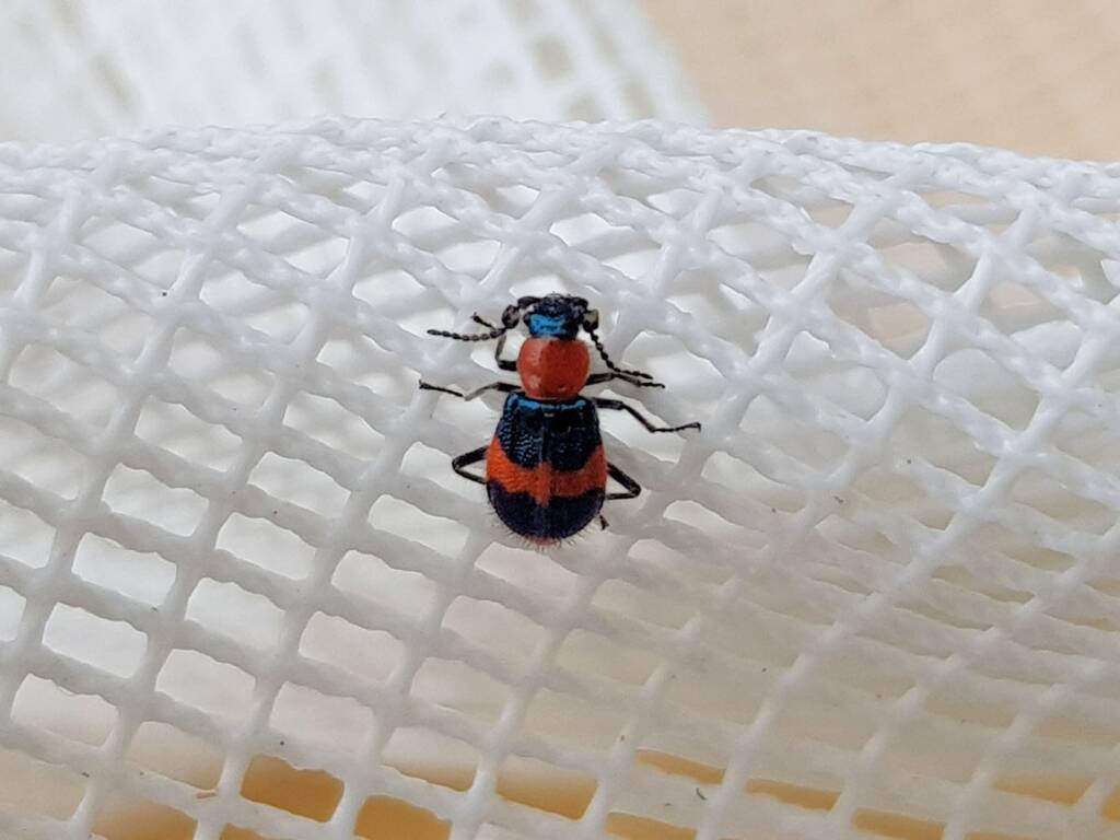 Dicranolaius bellulus (Red and Blue Beetle), Alice Springs NT