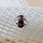 Dicranolaius bellulus (Red and Blue Beetle), Alice Springs NT