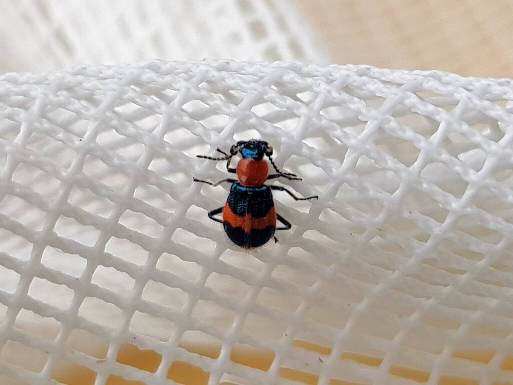 Dicranolaius bellulus (Red and Blue Beetle), Alice Springs NT
