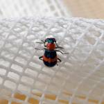 Dicranolaius bellulus (Red and Blue Beetle), Alice Springs NT