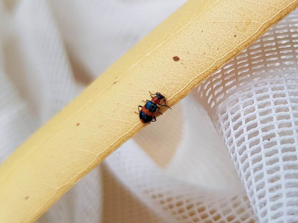 Dicranolaius bellulus (Red and Blue Beetle), Alice Springs NT