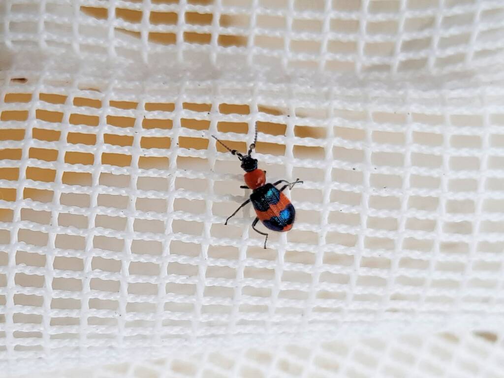 Dicranolaius bellulus (Red and Blue Beetle), Alice Springs NT