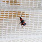 Dicranolaius bellulus (Red and Blue Beetle), Alice Springs NT