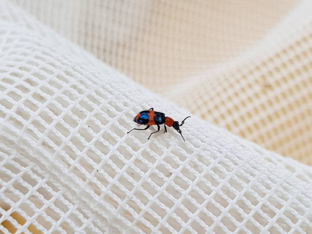 Dicranolaius bellulus (Red and Blue Beetle), Alice Springs NT