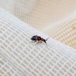 Dicranolaius bellulus (Red and Blue Beetle), Alice Springs NT