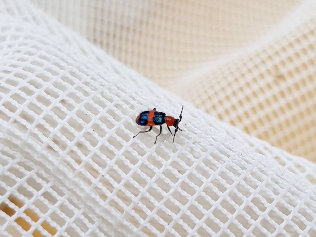 Dicranolaius bellulus (Red and Blue Beetle), Alice Springs NT
