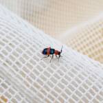 Dicranolaius bellulus (Red and Blue Beetle), Alice Springs NT