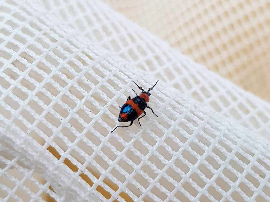 Dicranolaius bellulus (Red and Blue Beetle), Alice Springs NT