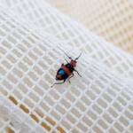 Dicranolaius bellulus (Red and Blue Beetle), Alice Springs NT
