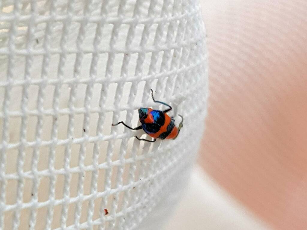 Dicranolaius bellulus (Red and Blue Beetle), Alice Springs NT