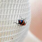 Dicranolaius bellulus (Red and Blue Beetle), Alice Springs NT