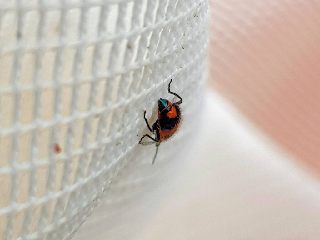 Dicranolaius bellulus (Red and Blue Beetle), Alice Springs NT