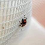 Dicranolaius bellulus (Red and Blue Beetle), Alice Springs NT