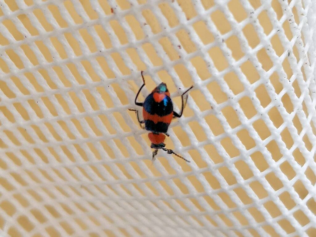 Dicranolaius bellulus (Red and Blue Beetle), Alice Springs NT