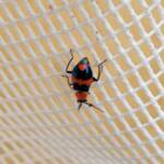 Dicranolaius bellulus (Red and Blue Beetle), Alice Springs NT