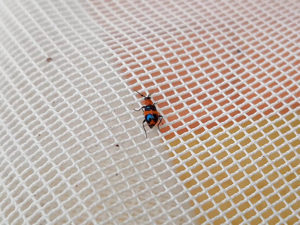 Dicranolaius bellulus (Red and Blue Beetle), Alice Springs NT