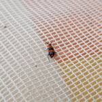 Dicranolaius bellulus (Red and Blue Beetle), Alice Springs NT