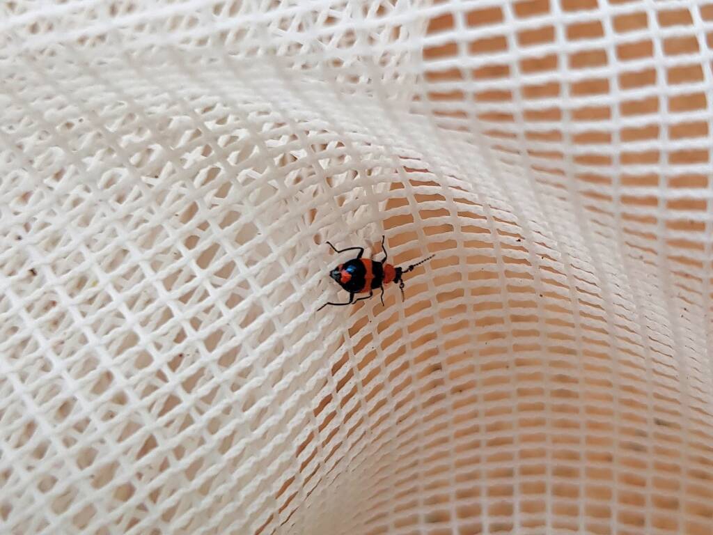 Dicranolaius bellulus (Red and Blue Beetle), Alice Springs NT