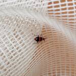 Dicranolaius bellulus (Red and Blue Beetle), Alice Springs NT