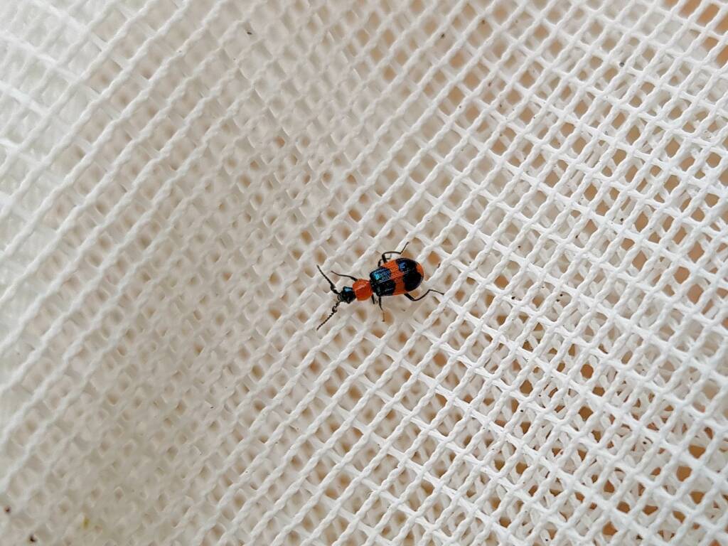 Dicranolaius bellulus (Red and Blue Beetle), Alice Springs NT