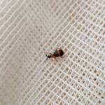 Dicranolaius bellulus (Red and Blue Beetle), Alice Springs NT