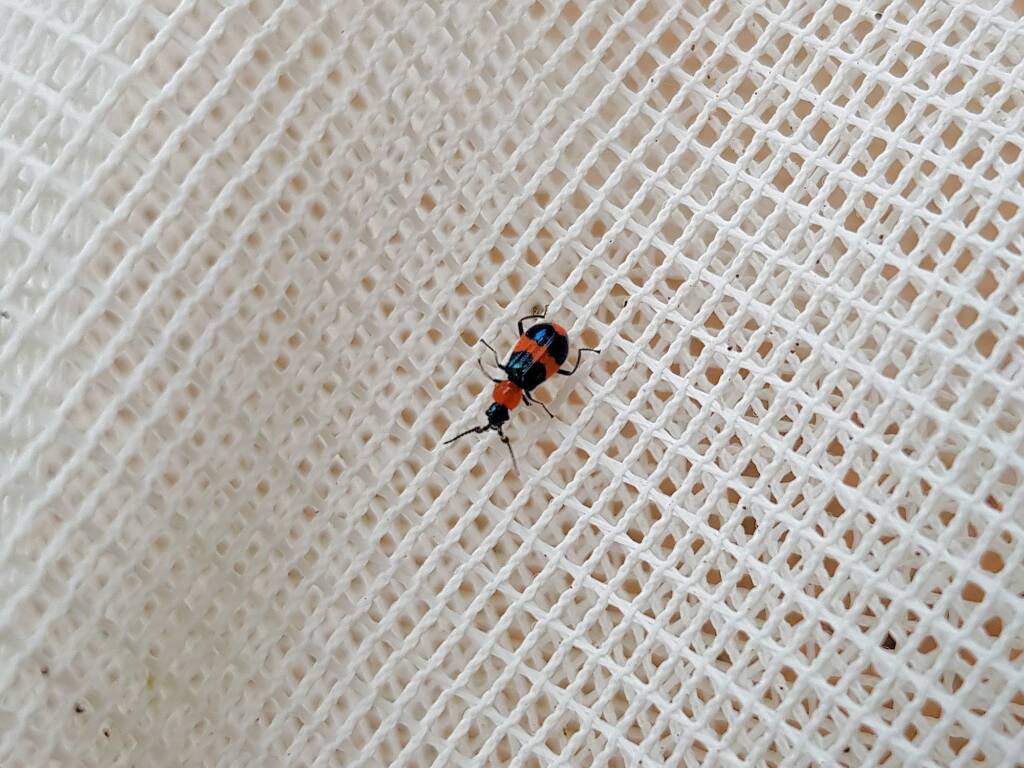Dicranolaius bellulus (Red and Blue Beetle), Alice Springs NT