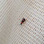 Dicranolaius bellulus (Red and Blue Beetle), Alice Springs NT