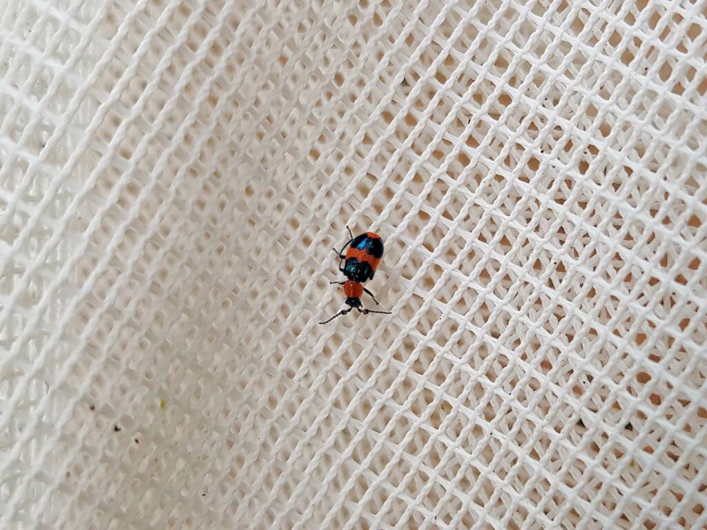 Dicranolaius bellulus (Red and Blue Beetle), Alice Springs NT