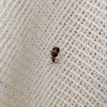 Dicranolaius bellulus (Red and Blue Beetle), Alice Springs NT