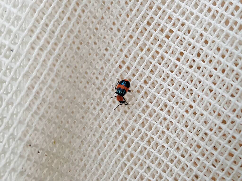Dicranolaius bellulus (Red and Blue Beetle), Alice Springs NT