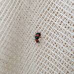 Dicranolaius bellulus (Red and Blue Beetle), Alice Springs NT