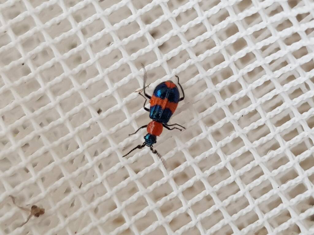 Dicranolaius bellulus (Red and Blue Beetle), Alice Springs NT