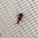 Dicranolaius bellulus (Red and Blue Beetle), Alice Springs NT