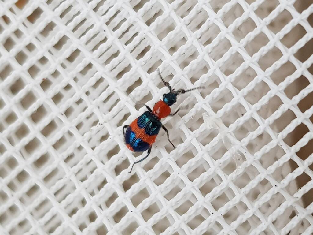 Dicranolaius bellulus (Red and Blue Beetle), Alice Springs NT