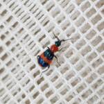 Dicranolaius bellulus (Red and Blue Beetle), Alice Springs NT