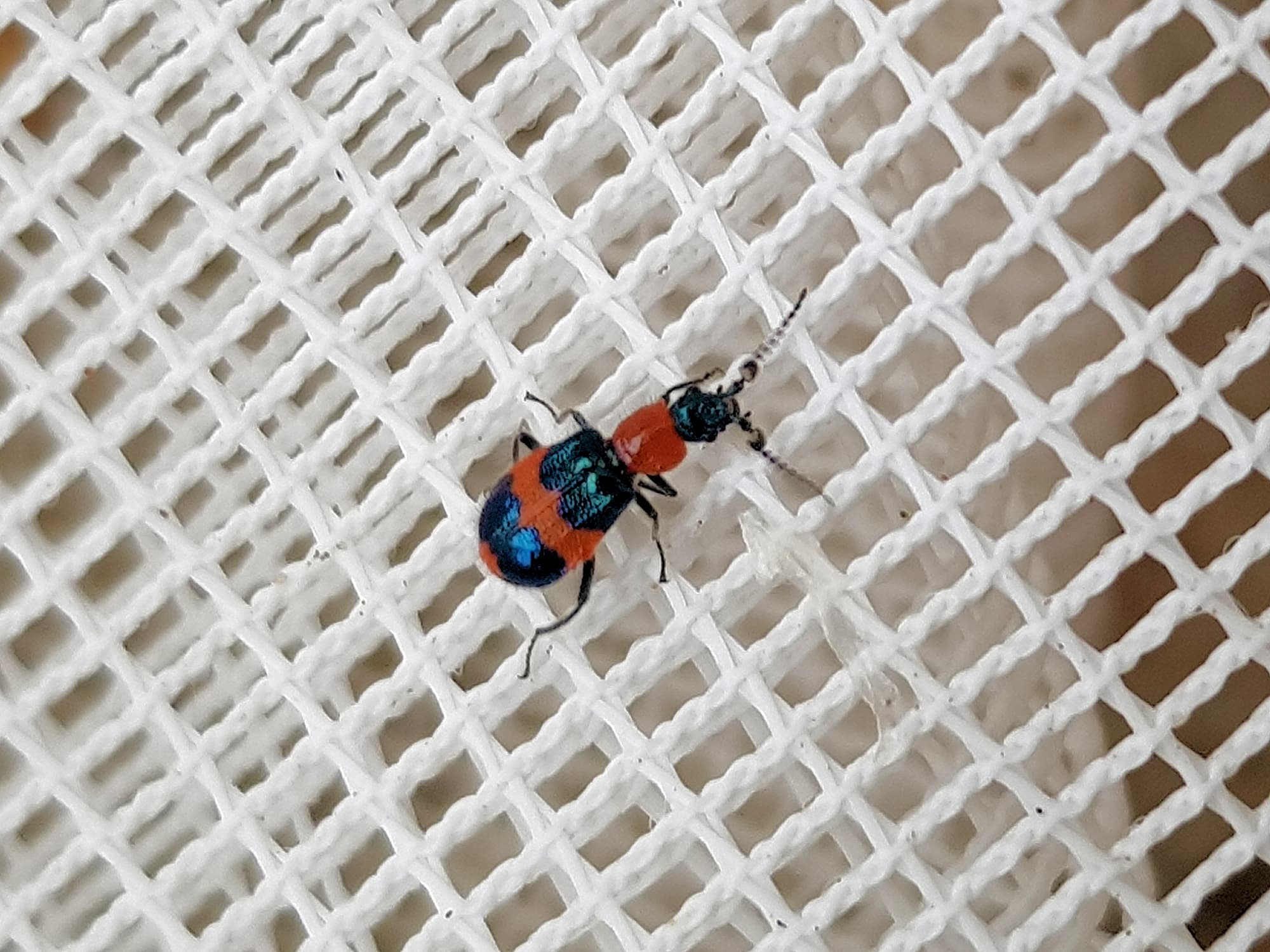Dicranolaius bellulus (Red and Blue Beetle), Alice Springs NT
