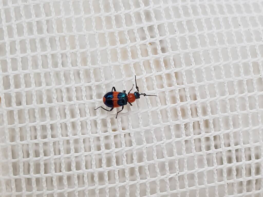Dicranolaius bellulus (Red and Blue Beetle), Alice Springs NT