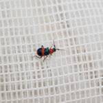 Dicranolaius bellulus (Red and Blue Beetle), Alice Springs NT