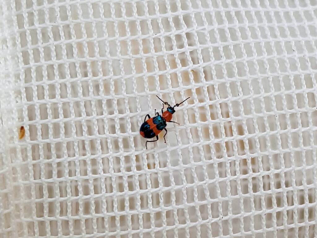 Dicranolaius bellulus (Red and Blue Beetle), Alice Springs NT