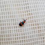 Dicranolaius bellulus (Red and Blue Beetle), Alice Springs NT