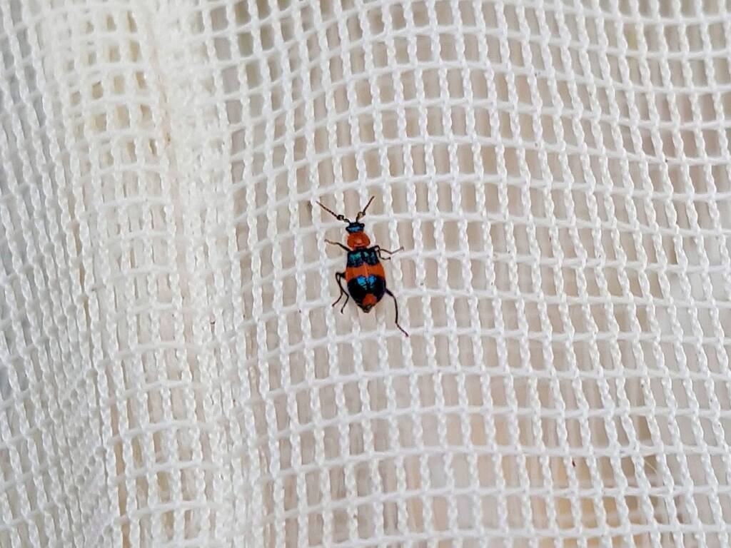 Dicranolaius bellulus (Red and Blue Beetle), Alice Springs NT